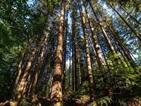 Foto für Essbarer Bergwald: nasch dich gesund